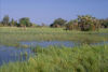 Vegetation im Okawangodelta - Botswana