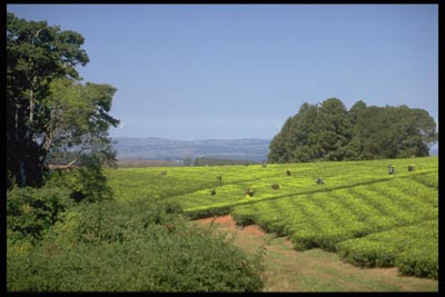 Teeplantage - Malawi