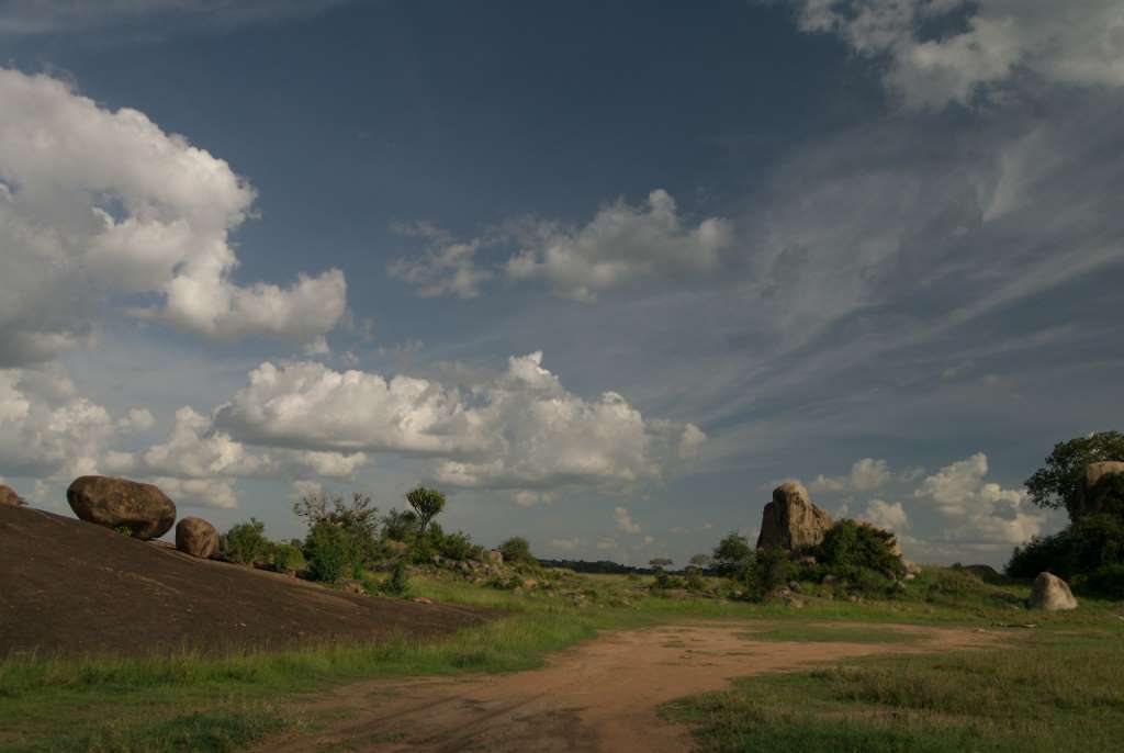 Baumsavanne - Serengeti - Tansania