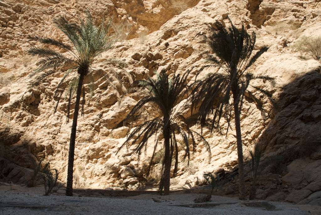 Palmen im Wadi Shab - Oman