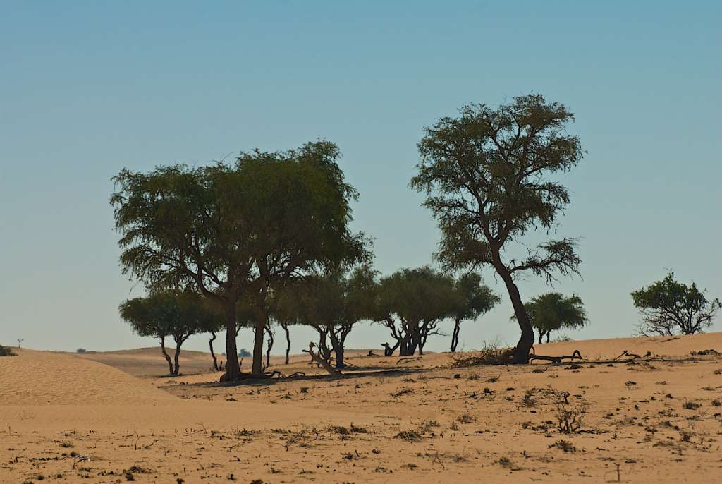 Wüste - Wahiba Sands - Oman