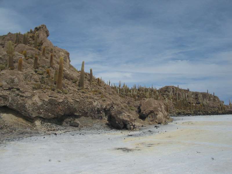 Kakteen am Rande des Salar de Uyuni - Bolivien