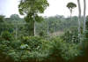 Vegetation am Rio Aguarico - Amazonasbecken - Ecuador
