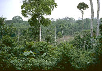 Vegetation am Rio Aguarico - Amazonasbecken - Ecuador